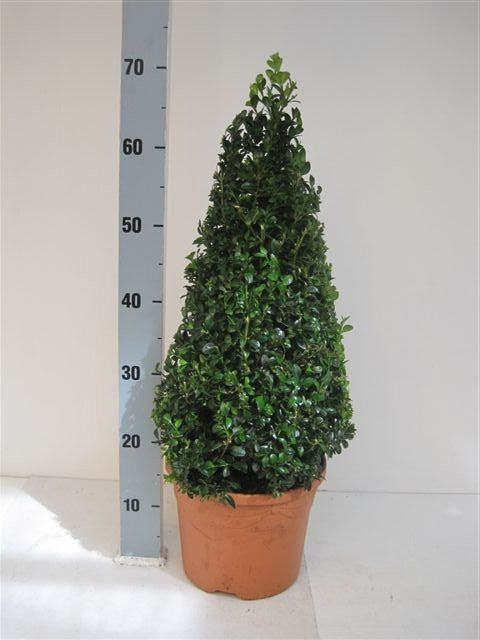 Buxus sempervirens ball 70cm 26cm Pot
