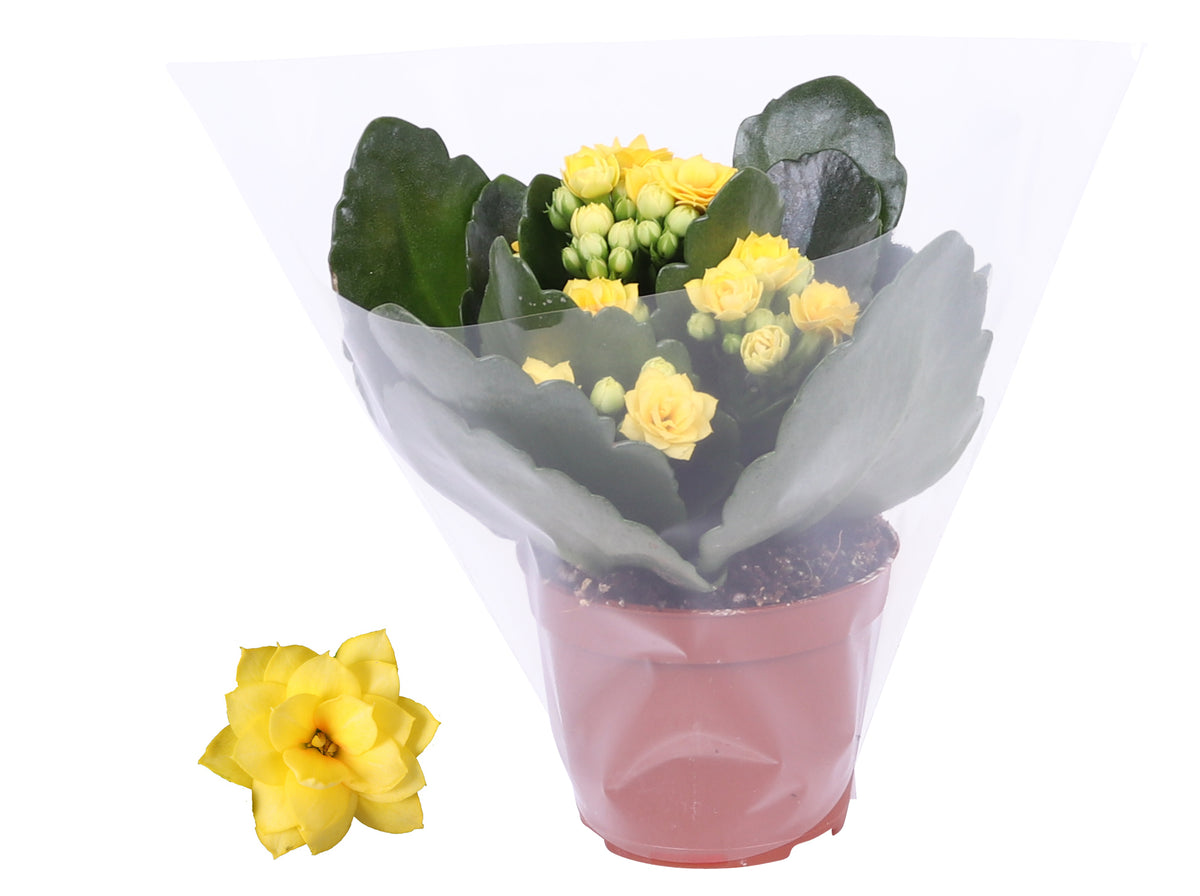 Kalanchoe Rosalina Don Amarillo 12cm 6cm Pot