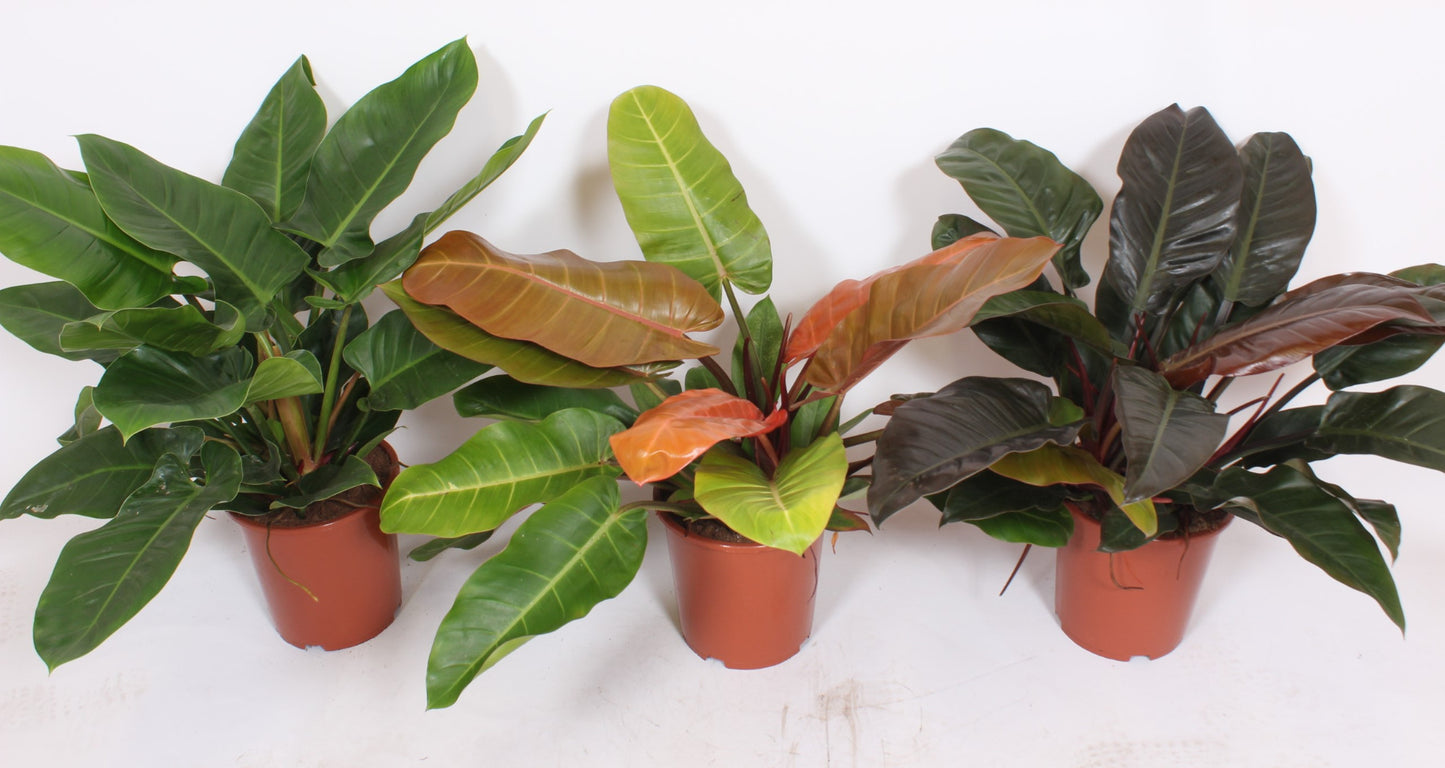 Philodendron scandens 80cm 27cm Pot