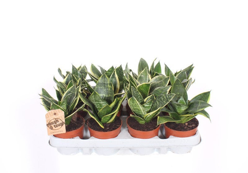 Sansevieria Golden Hahnii 18cm 9cm Pot