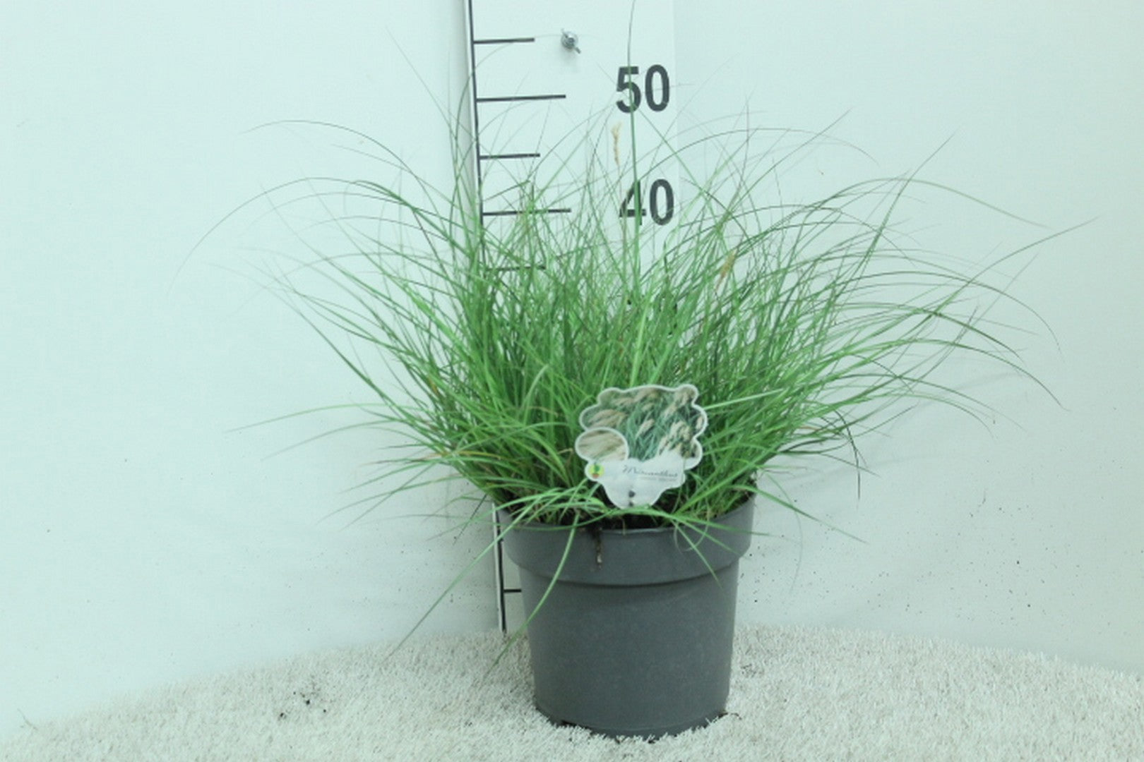Miscanthus sin. Yaku Jima 55cm 23cm Pot