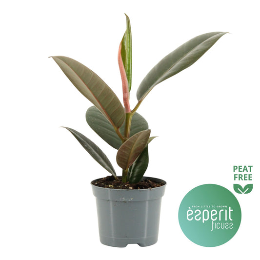 Ficus Robusta 20cm Special Pot (508)