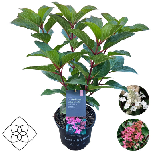 Hydrangea paniculata 60cm 17cm Pot