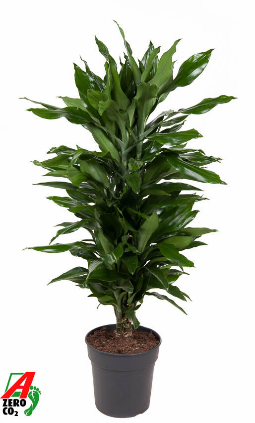 Dracaena frag. Janet Lind branched 100cm 24cm Pot