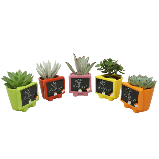 Succulent mix 10cm 5.5cm Pot