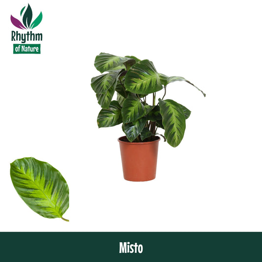 Valstar, Hkw. Gebr. Calathea Misto Pack of 10