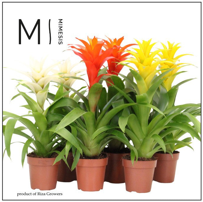 Guzmania mix 45cm 12cm Pot