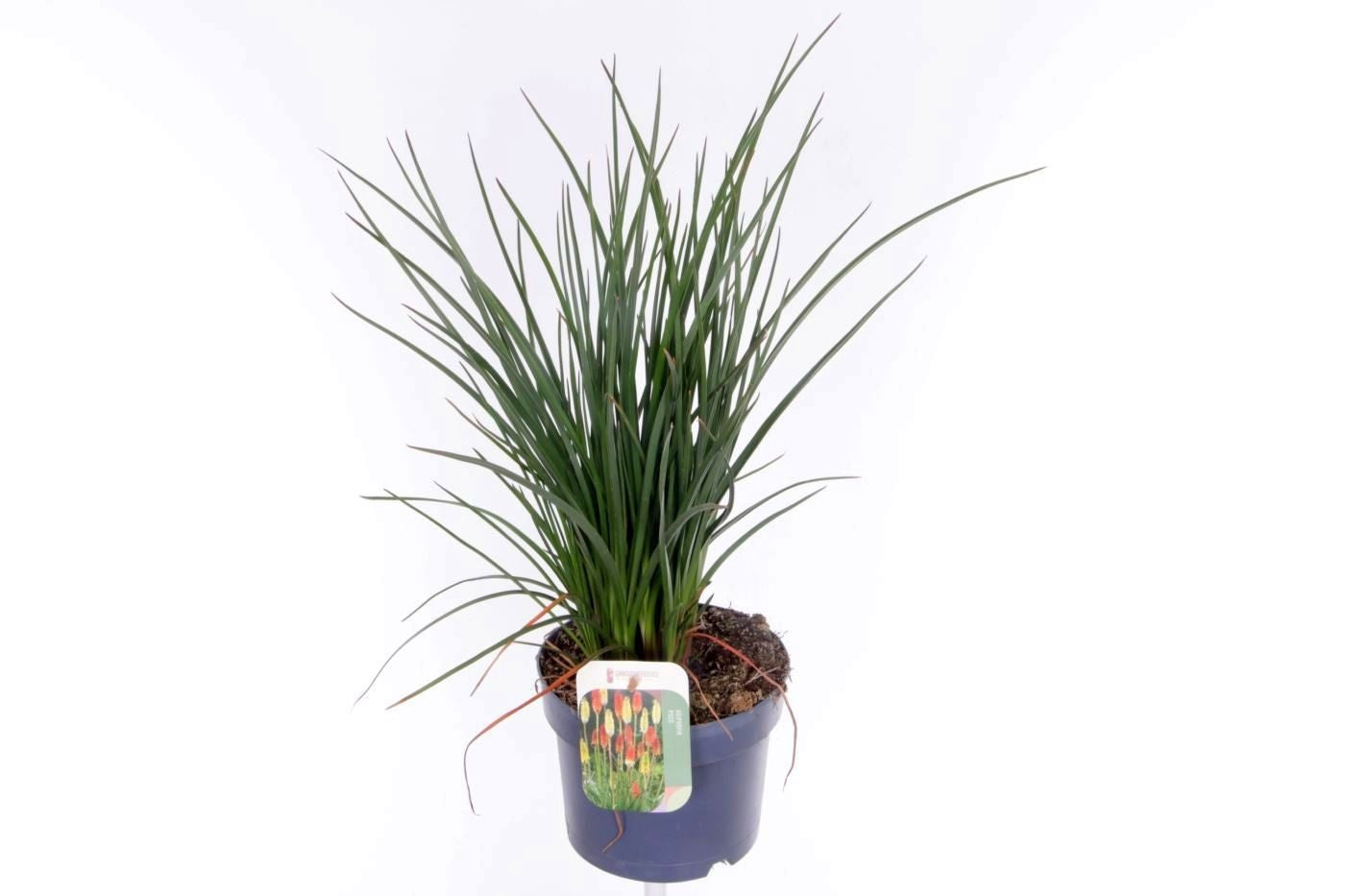 Kniphofia 55cm 17cm Pot