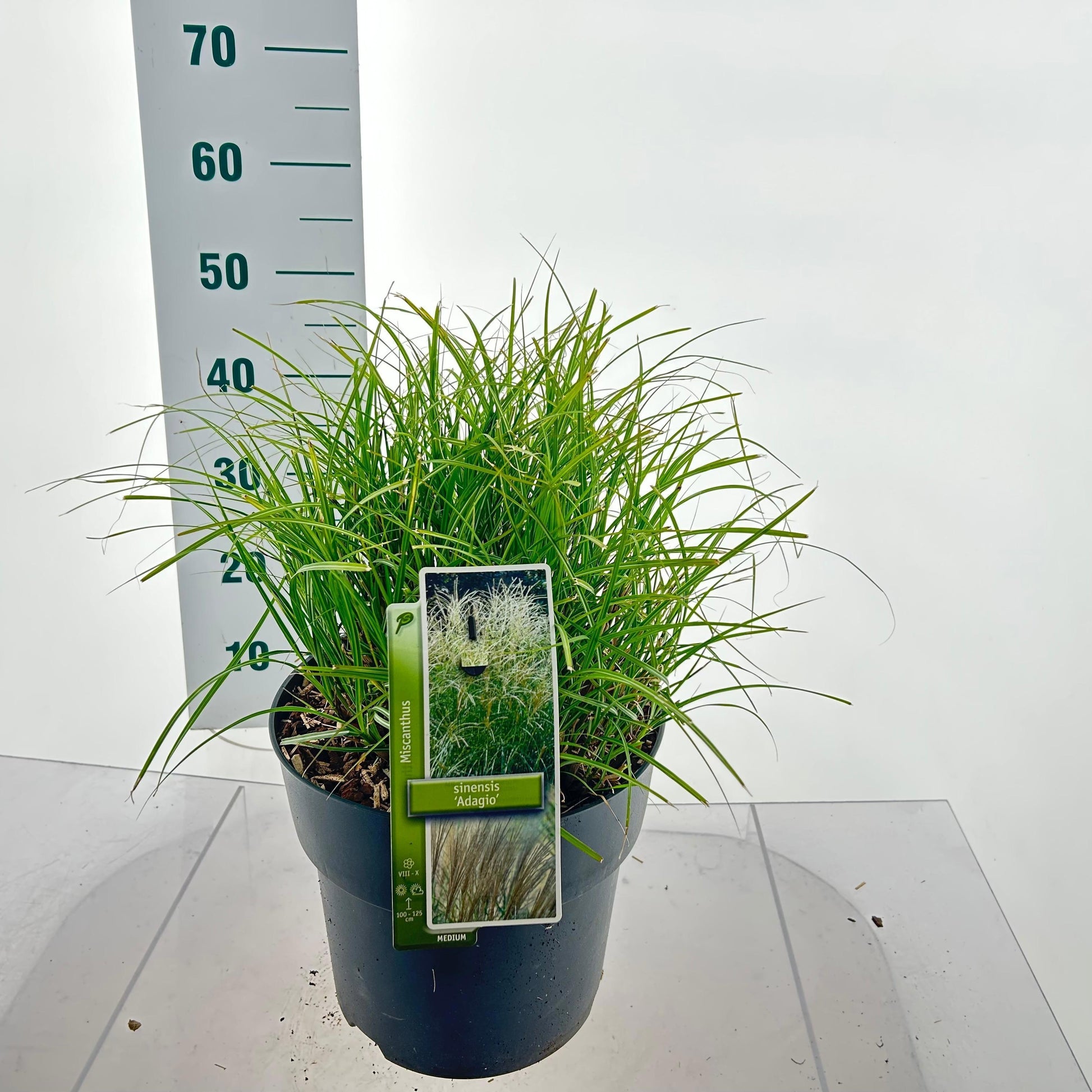 Miscanthus sin. Adagio 45cm 29cm Pot