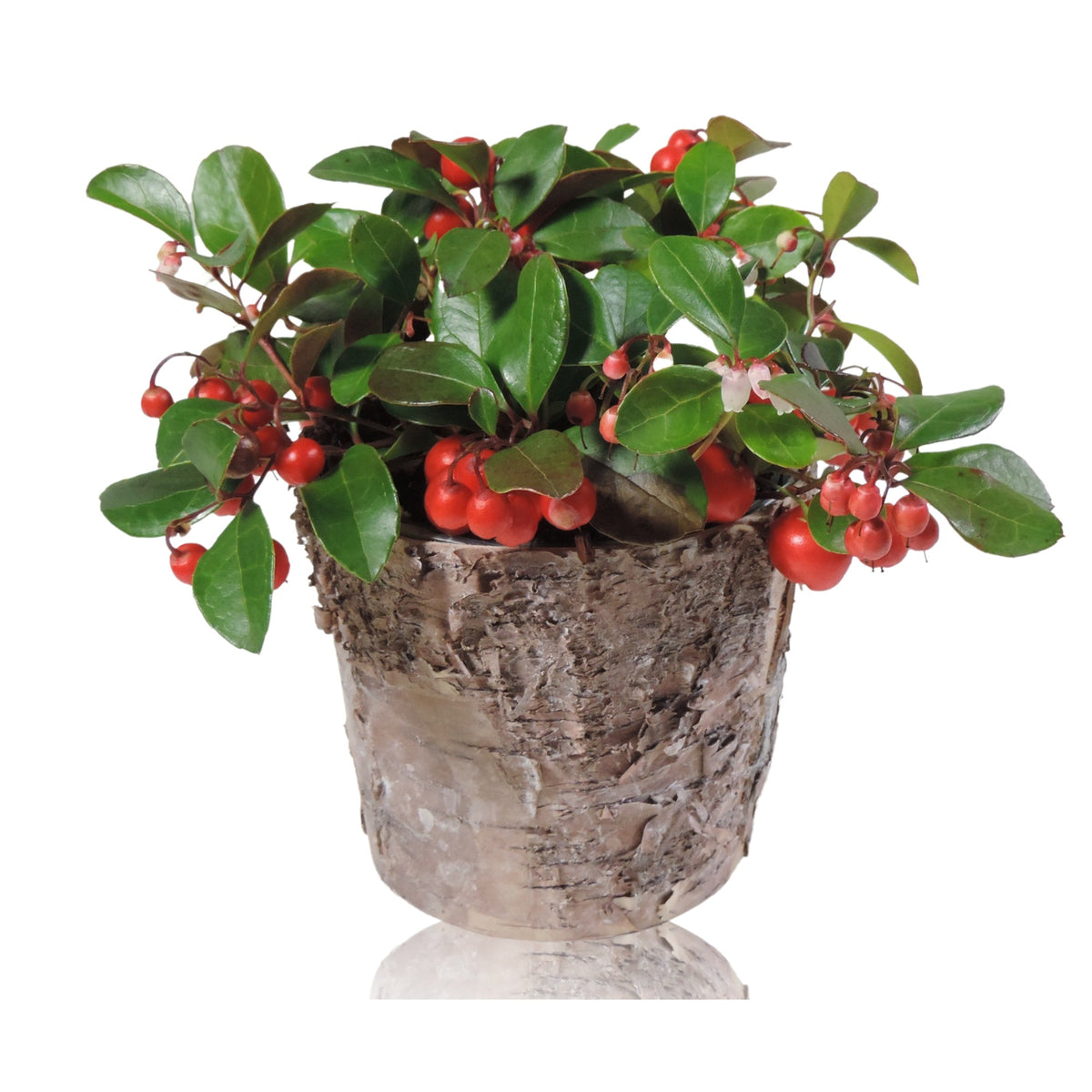 Gaultheria procumbens Big Berry 15cm 10.5cm Pot