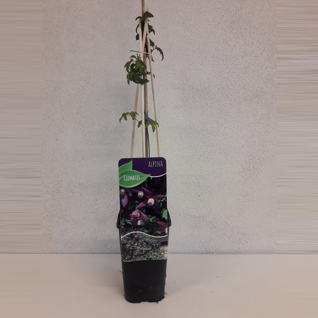 Clematis alpina 60cm 14cm Pot