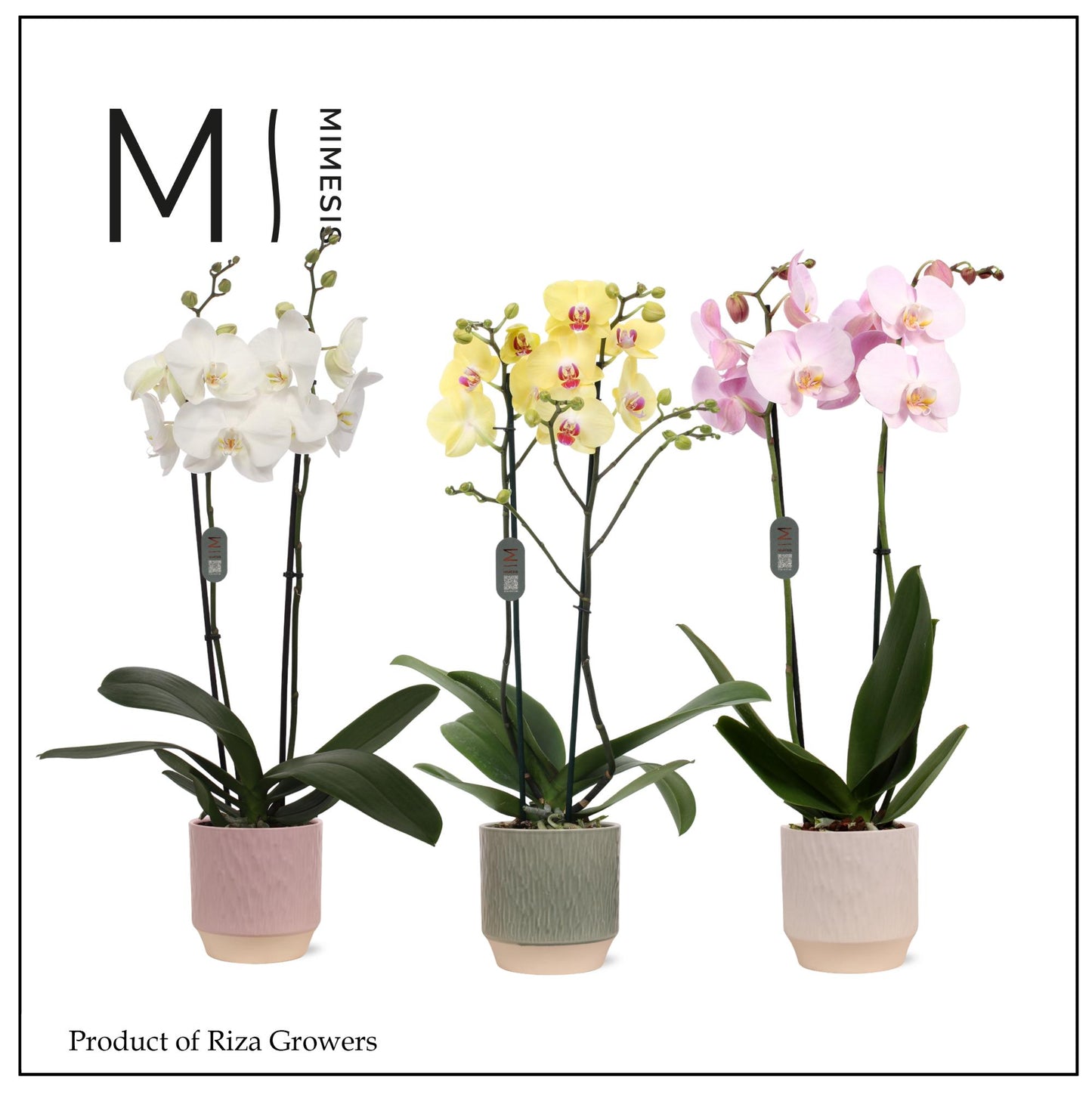 Riza Ter Laak Orchios Phalaenopsis mix Mimesis Pack of 6
