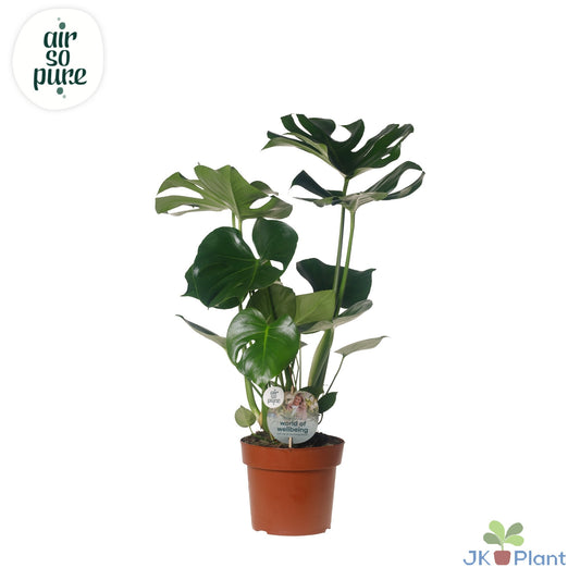 Monstera deliciosa 55cm 17cm Pot