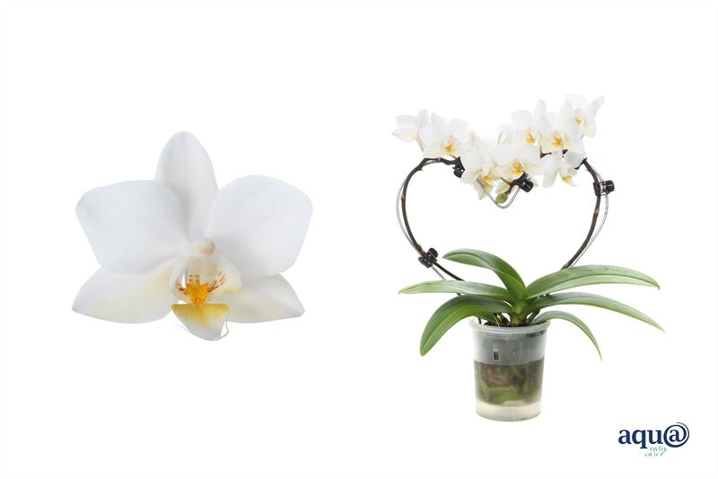 Phalaenopsis hybrid 17cm 6cm Pot