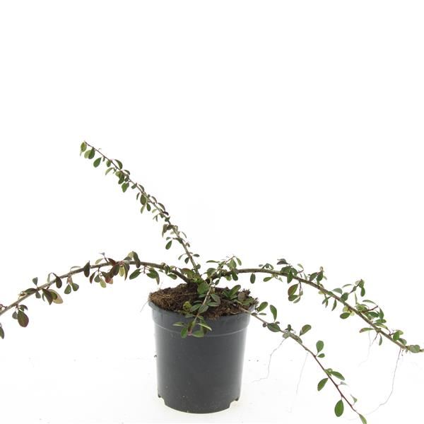 Cotoneaster rad. Eichholz 10cm 14cm Pot