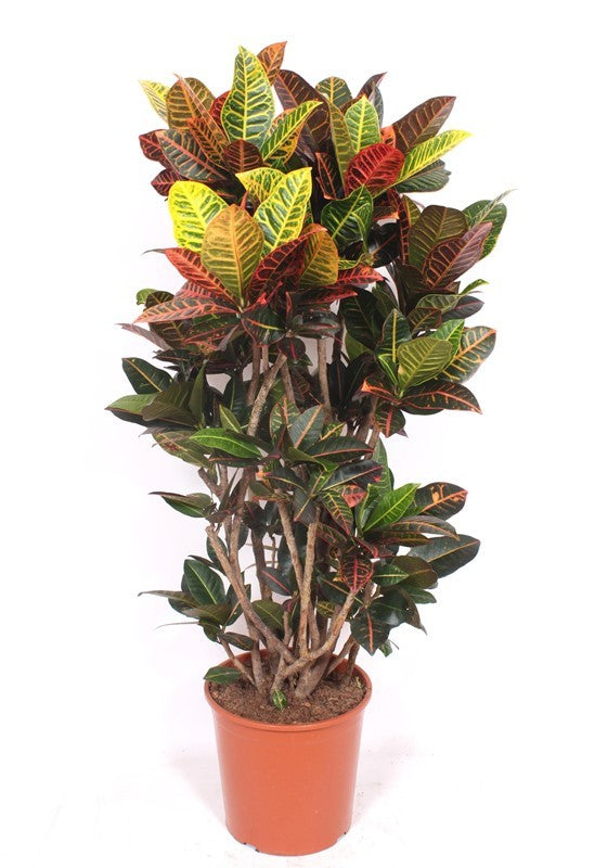 Codiaeum Petra 140cm 30cm Pot