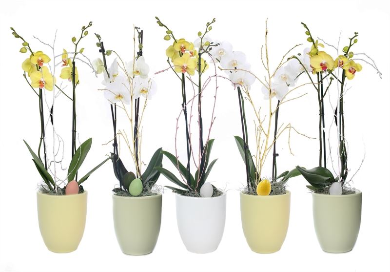 Phalaenopsis mix 55cm 12cm Pot