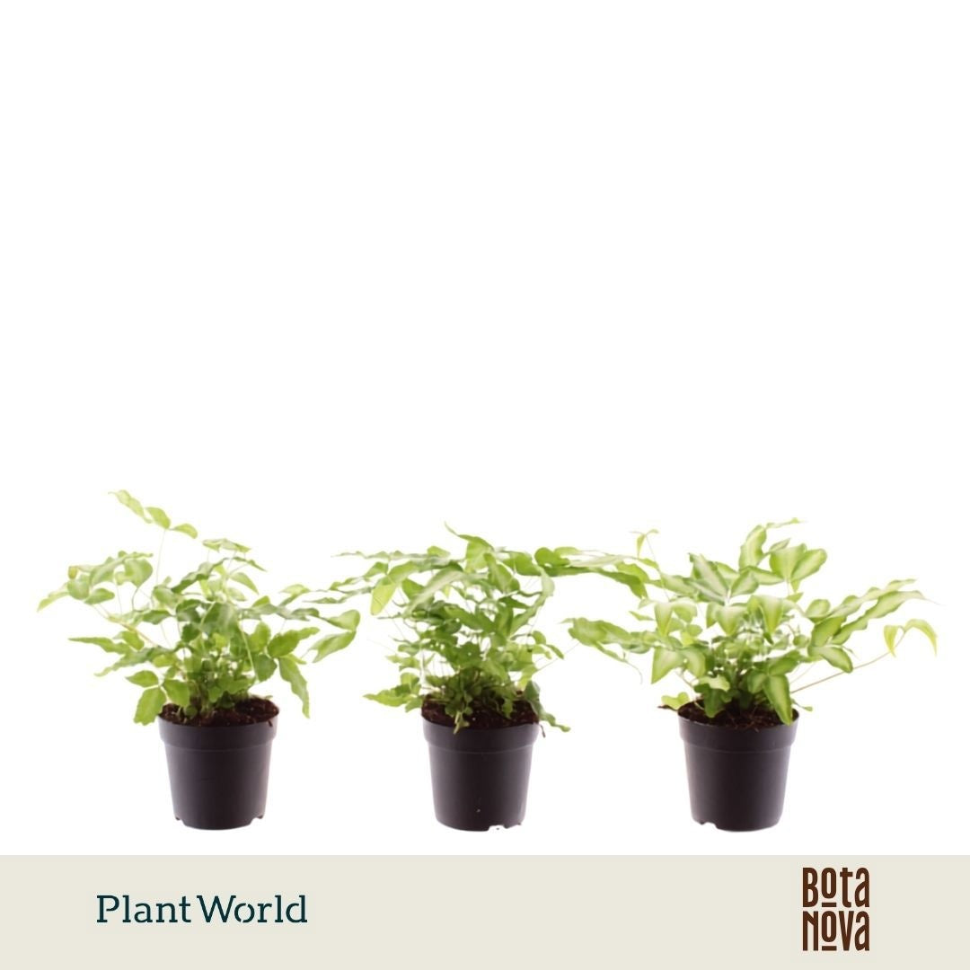 Pteris Albolineata 20cm 7cm Pot