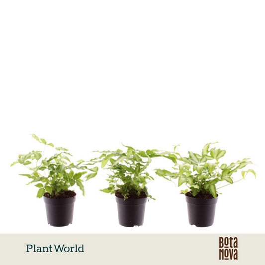 Pteris Albolineata 20cm 7cm Pot