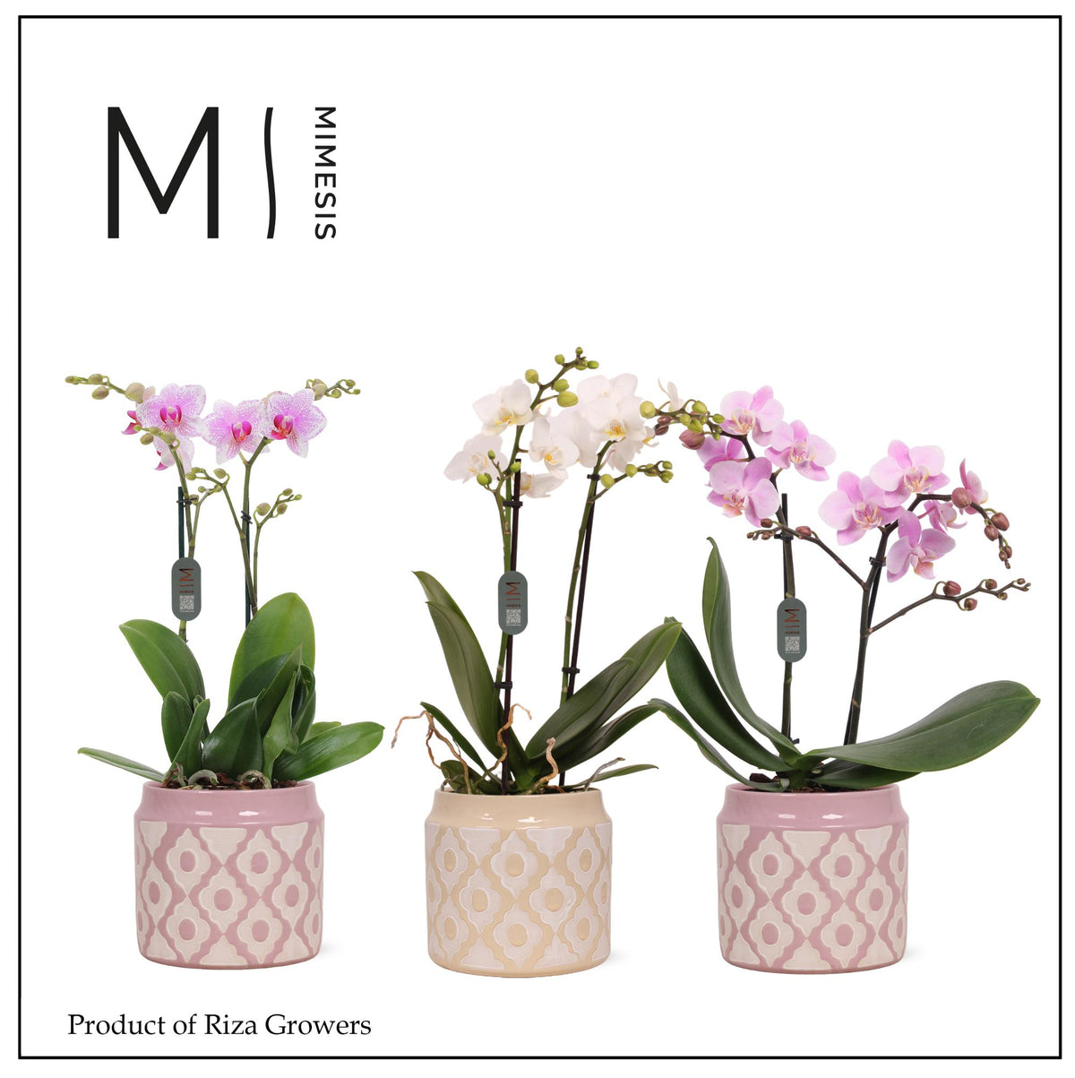 Phalaenopsis mix 50cm 12cm Pot