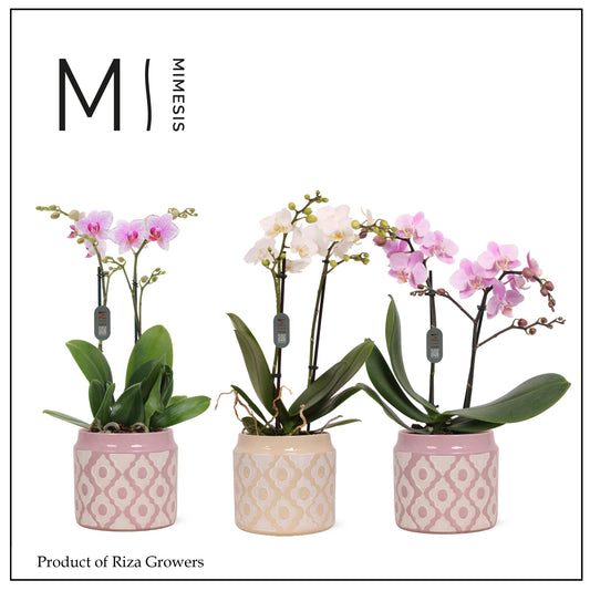 Phalaenopsis mix 50cm 12cm Pot