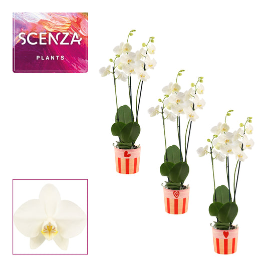 Phalaenopsis white 65cm 12cm Pot