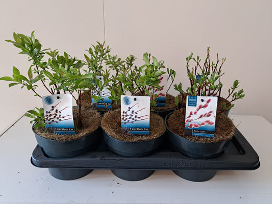 Salix alba mix 40cm 17cm Pot