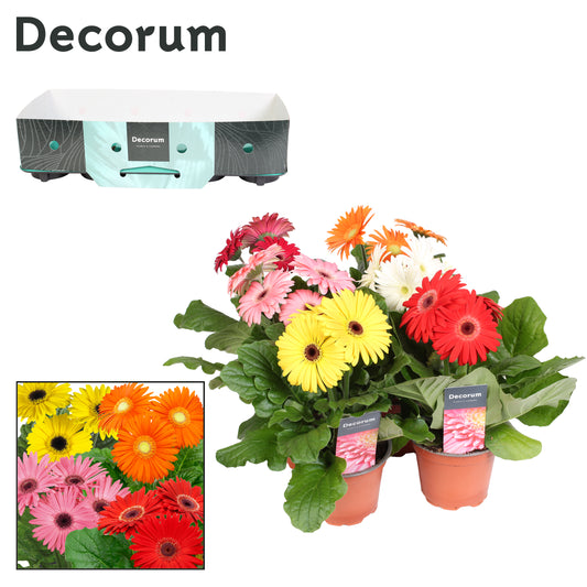 Gerbera mix 20cm 12cm Pot