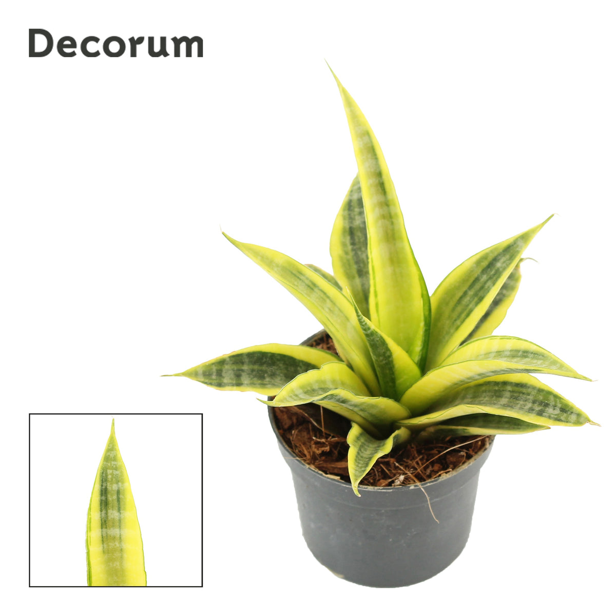 Sansevieria 18cm 9cm Pot