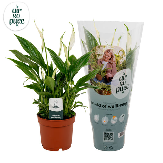 Riza vd Voort Potplanten Spathiphyllum Bellini Pack of 9
