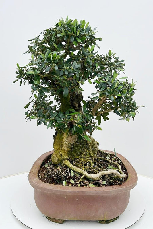 Olea europaea 65cm 44cm Pot
