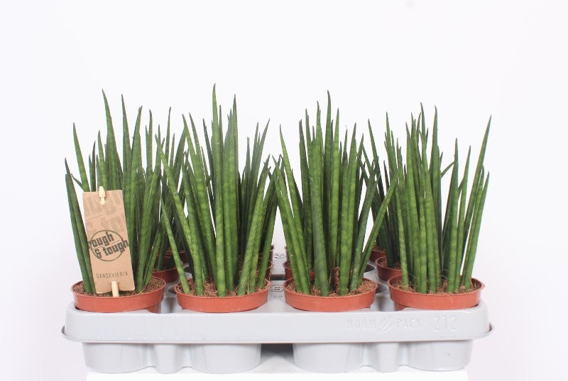 Sansevieria bacularis 25cm 9cm Pot