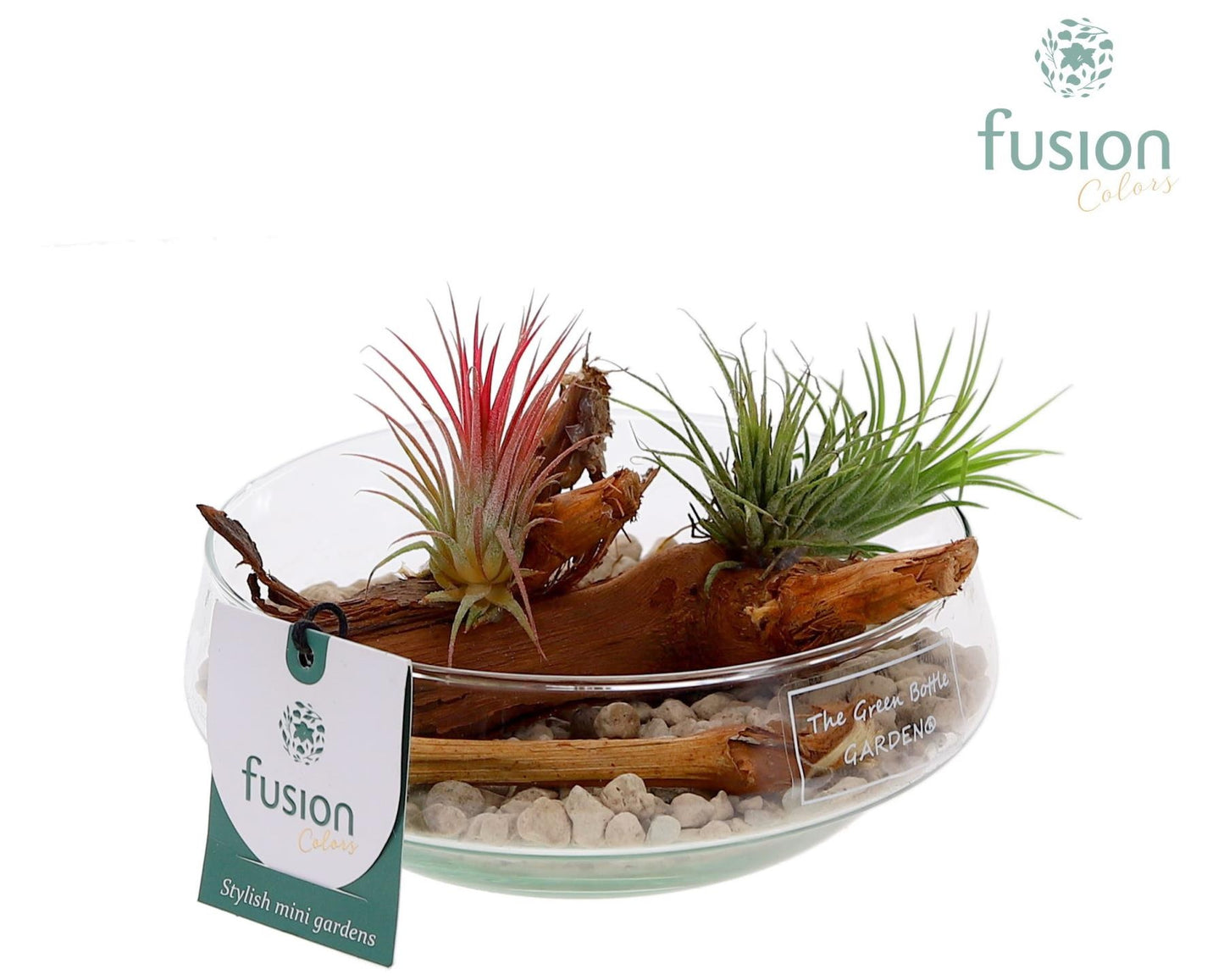 arr. Tillandsia 15cm 15cm Pot