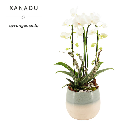 Xanadu Zagreb 60cm 22cm Pot