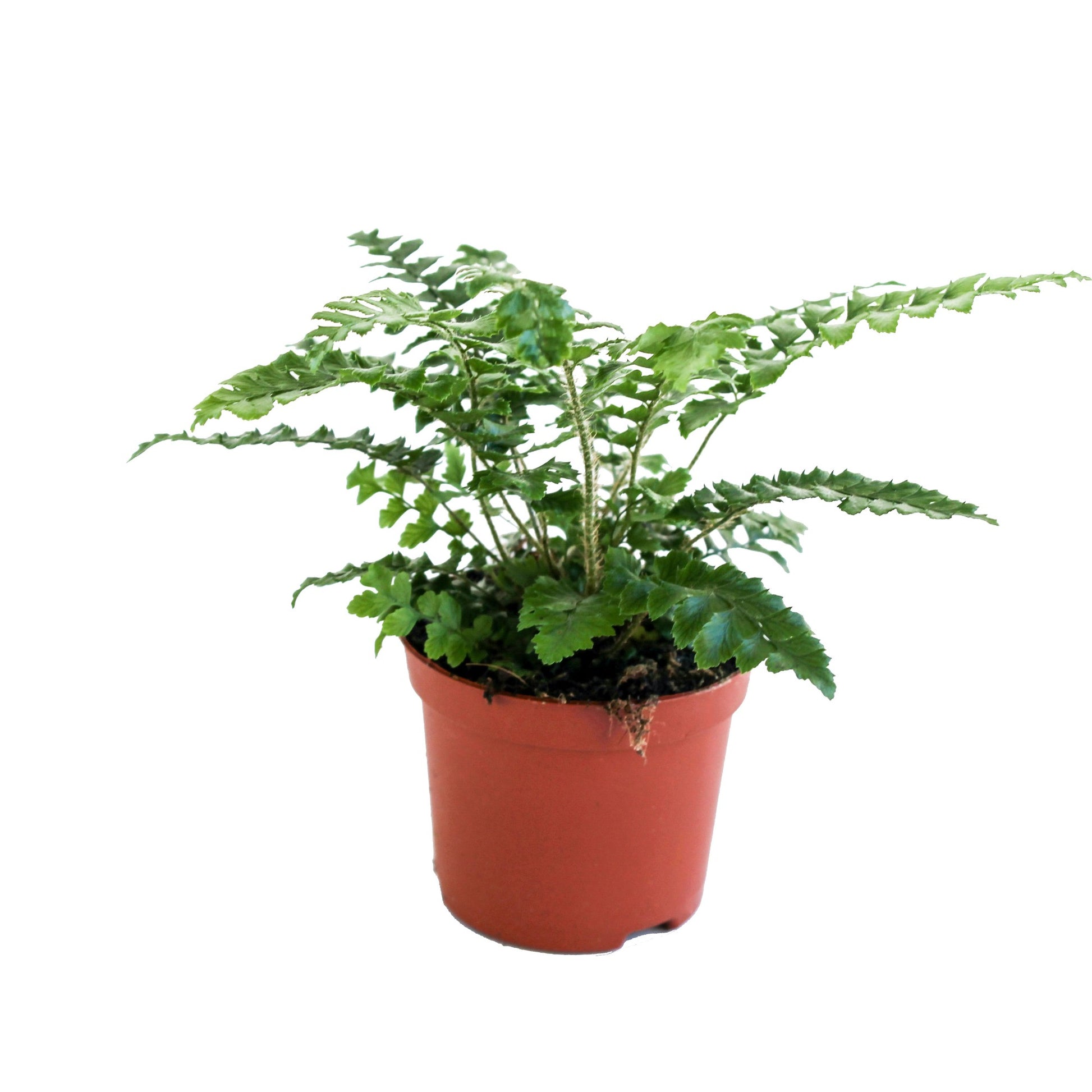 Polystichum polyblepharum 20cm Special Pot (508)