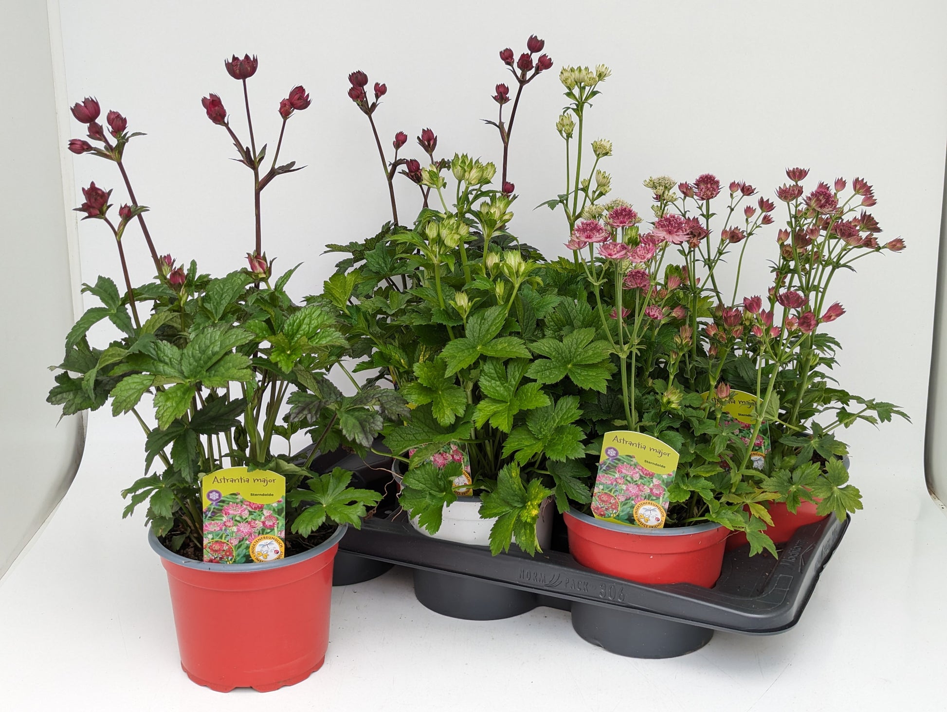 Astrantia major 38cm 17cm Pot