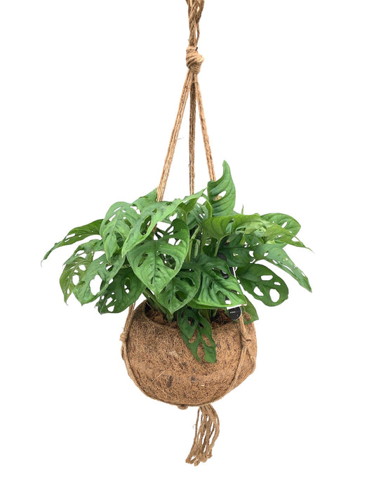 Monstera Monkey Leaf 40cm 25cm Pot