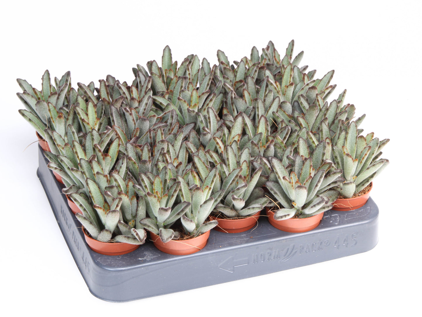 Kalanchoe hybrid 10cm 505cm Pot