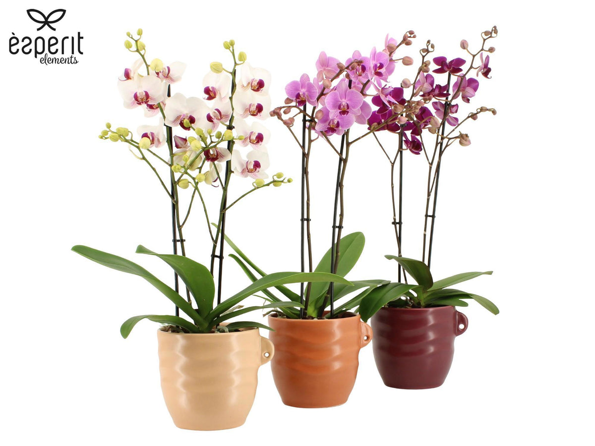 Phalaenopsis mix 50cm 12cm Pot