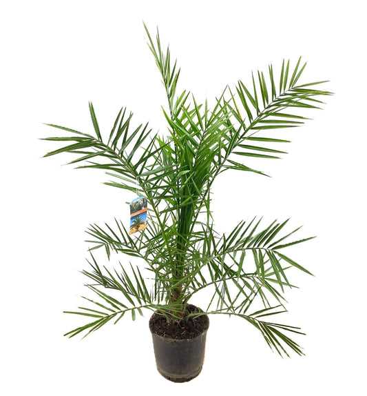 Phoenix canariensis 120cm 24cm Pot