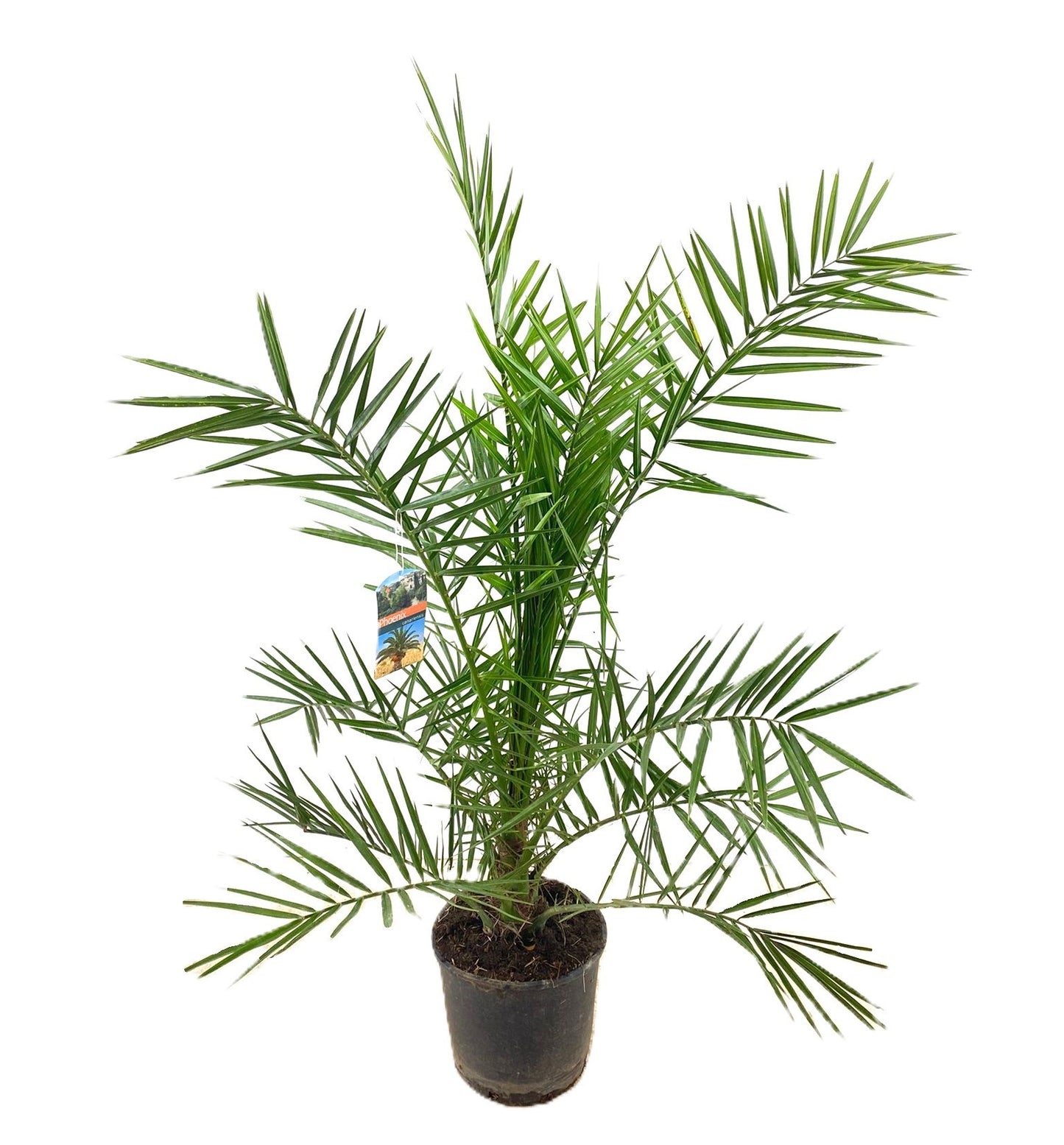 Phoenix canariensis 135cm 24cm Pot