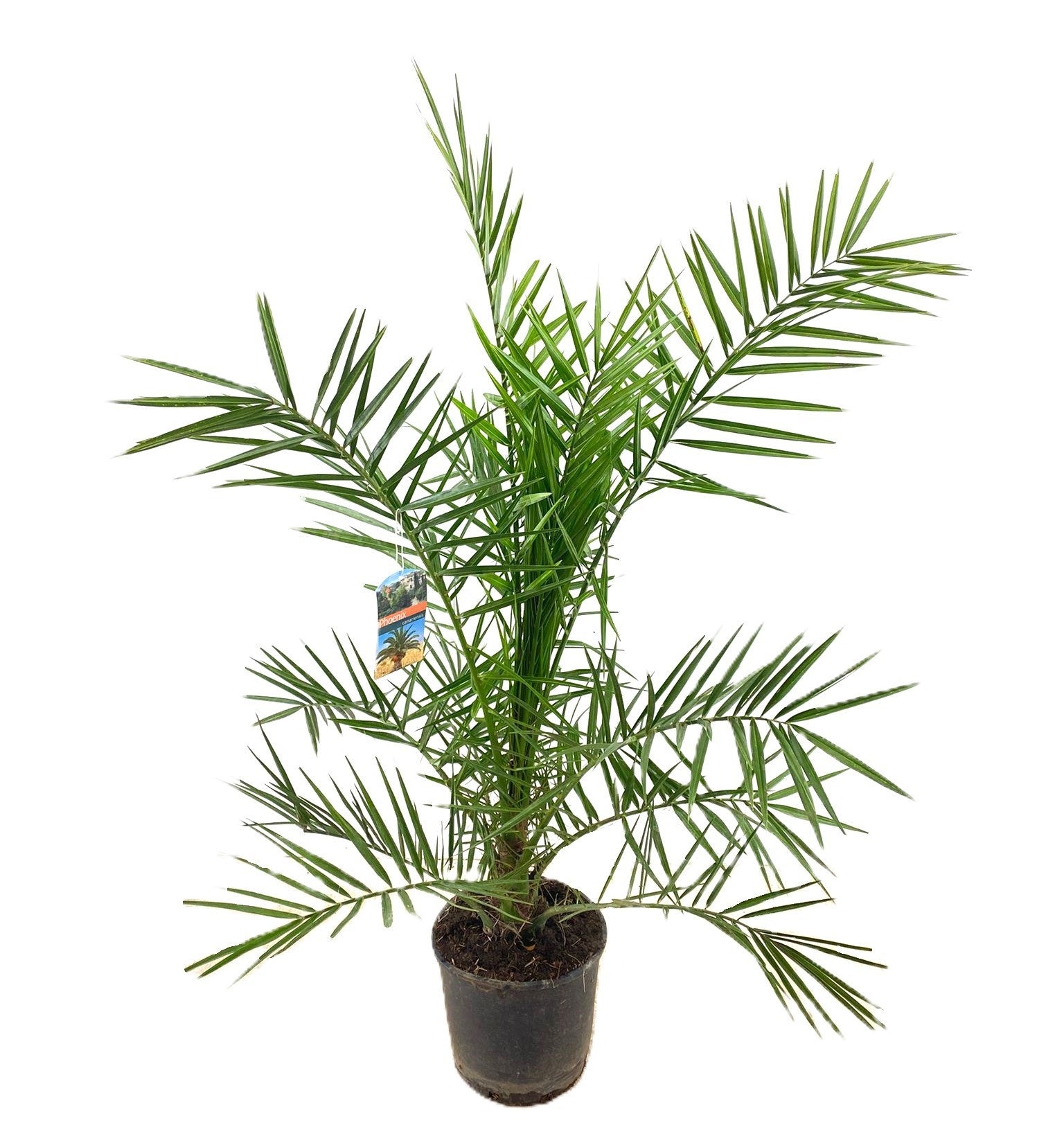 Phoenix canariensis 135cm 24cm Pot