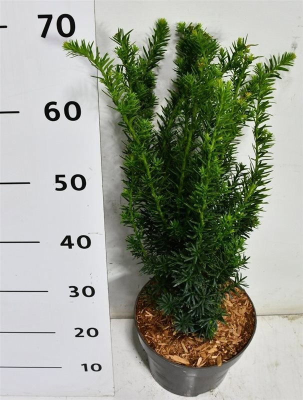 Bloemenkampen BV, Hkw. de Taxus cuspidata Nana Pack of 1