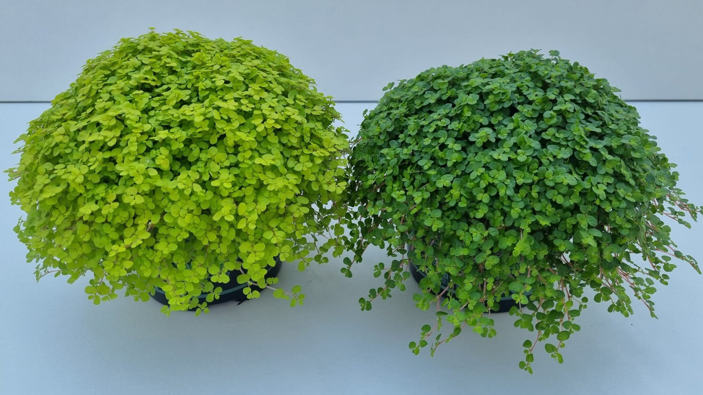 Turk, potplantenkwekerij Soleirolia soleirolii mix Pack of 8