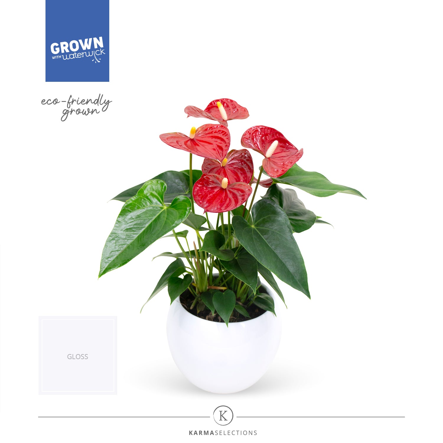 Anthurium Karma Red 43cm 12cm Pot