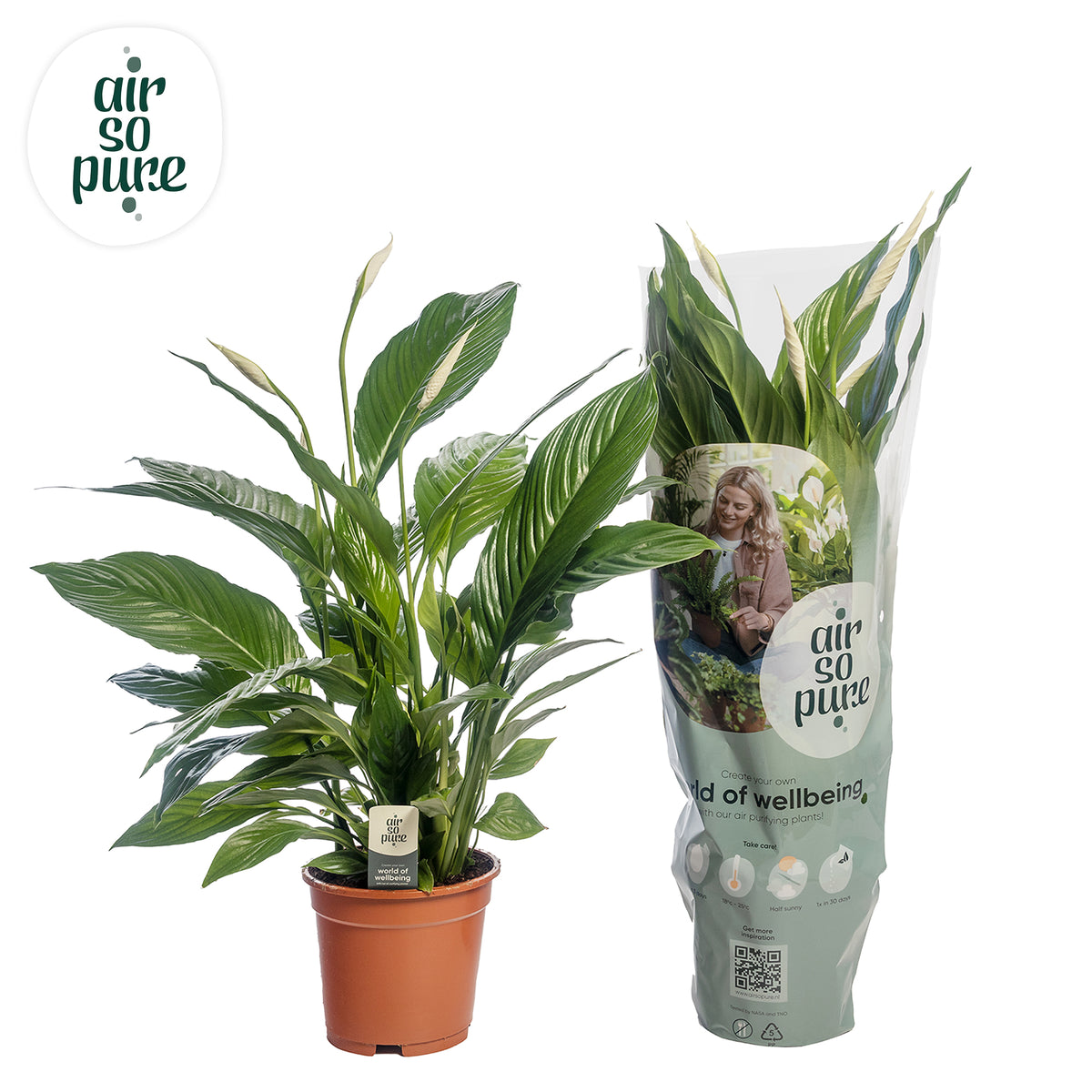 Spathiphyllum Vivaldi 75cm 17cm Pot