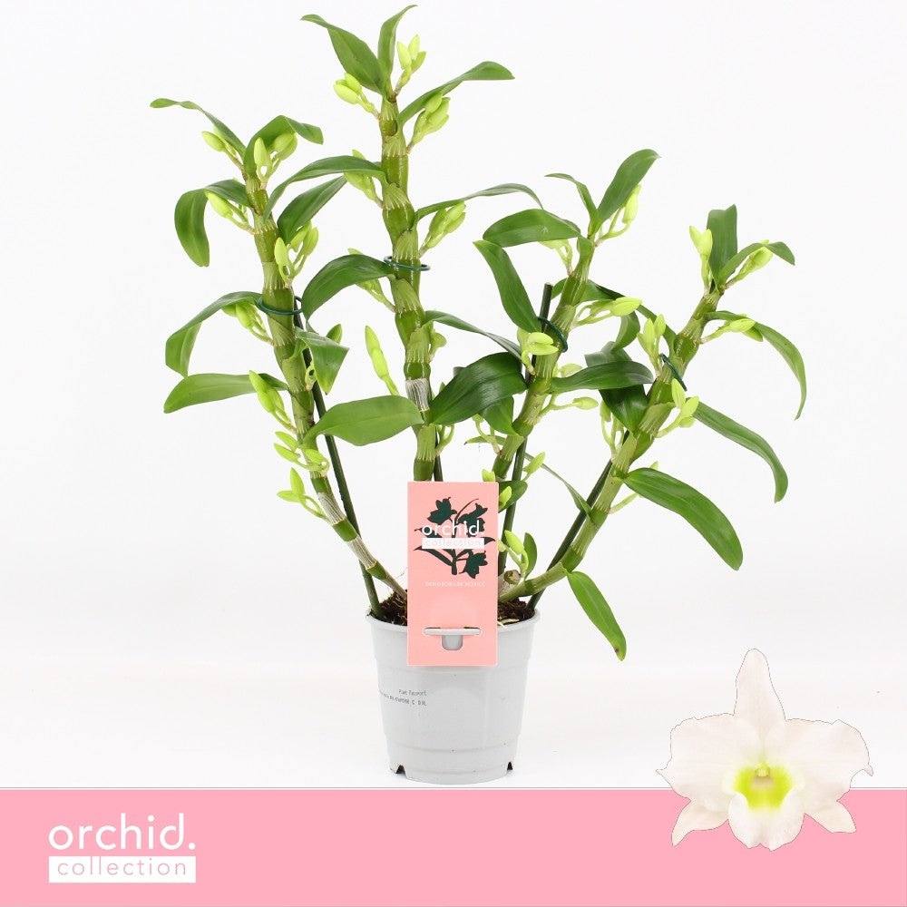 Dendrobium Apollon 40cm 12cm Pot