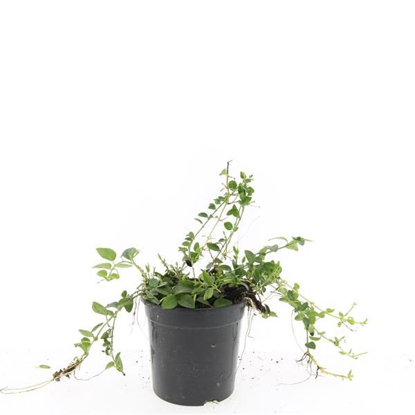 Vinca Alba 25cm 14cm Pot