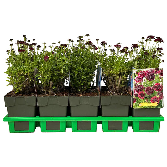 Scabiosa columbaria 25cm 11cm Pot
