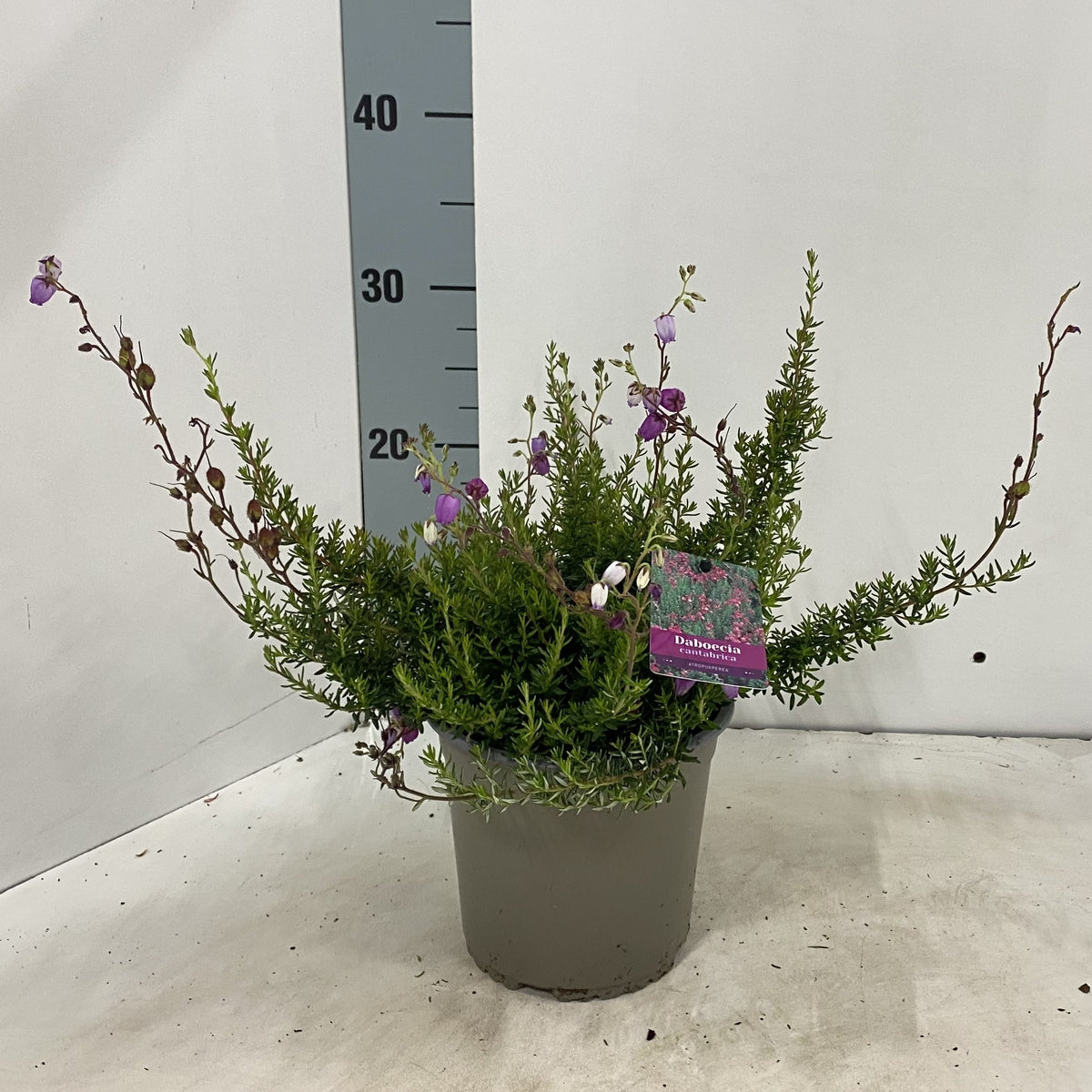 Daboecia can. Atropurpurea 20cm 15cm Pot